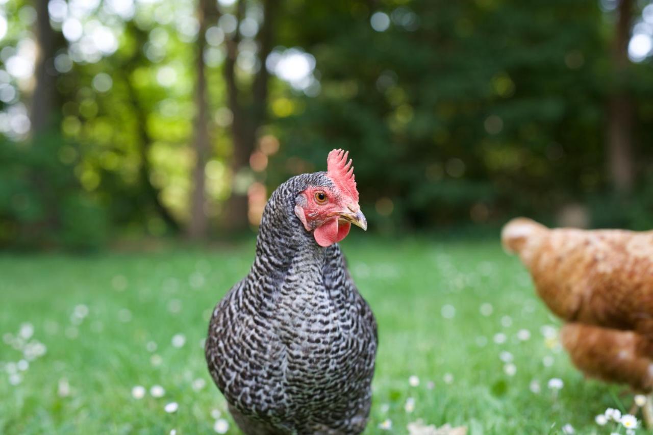 B&B Boerderij De Vaete - Duurzaam Genieten In De Zak Van Zuid-Beveland Heinkenszand Eksteriør billede