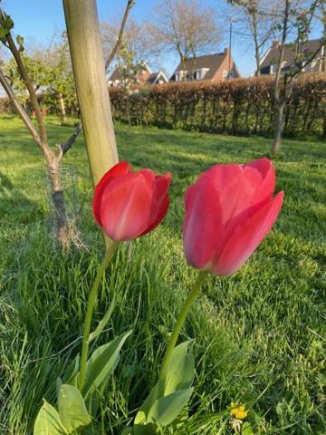 B&B Boerderij De Vaete - Duurzaam Genieten In De Zak Van Zuid-Beveland Heinkenszand Eksteriør billede